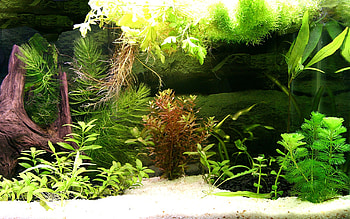 Aquarium Live Windows 2560Ã1600 HD wallpaper